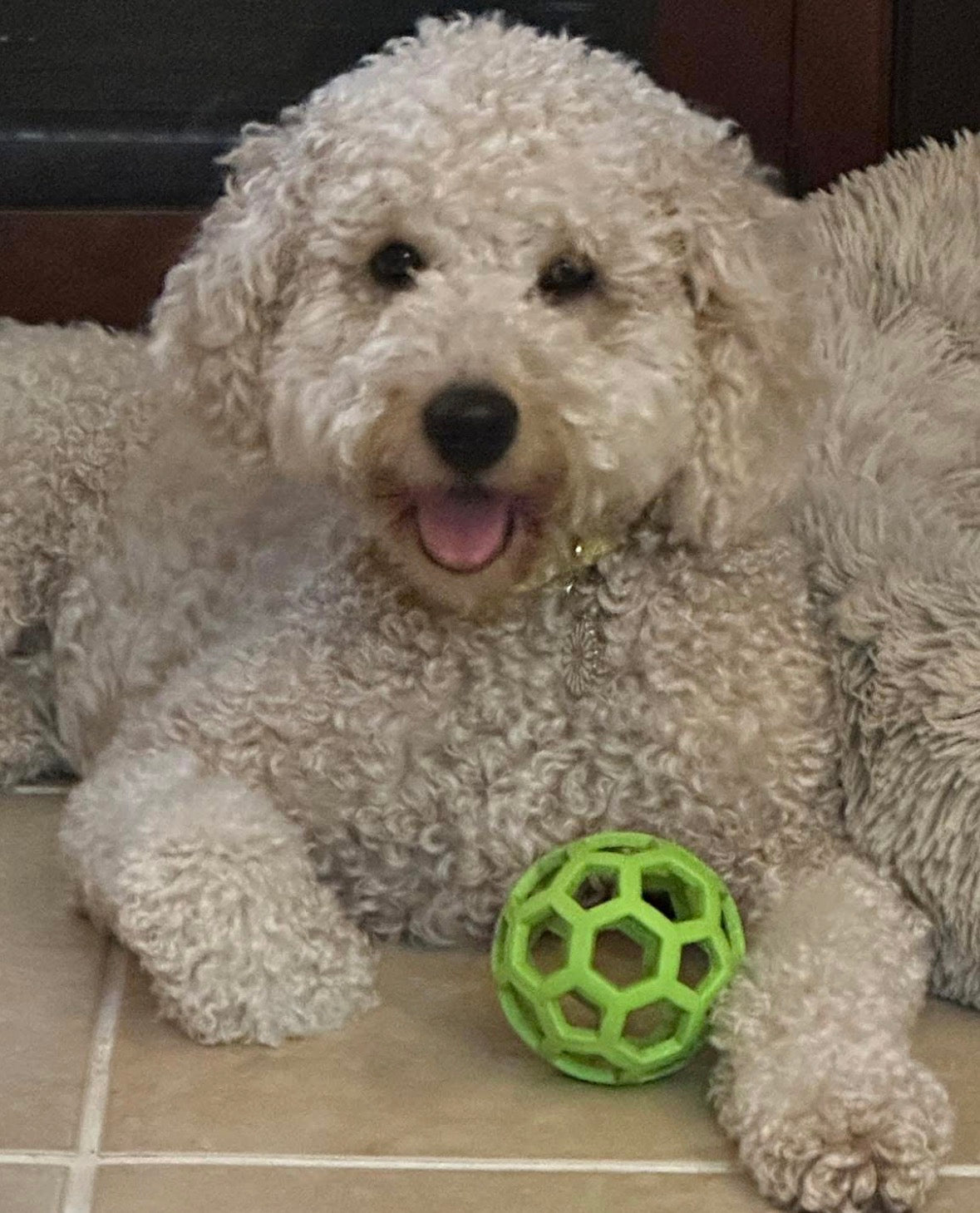 HOLEE ROLLER BALL! 5 INCH, FOR PUPS OR ADULTS!