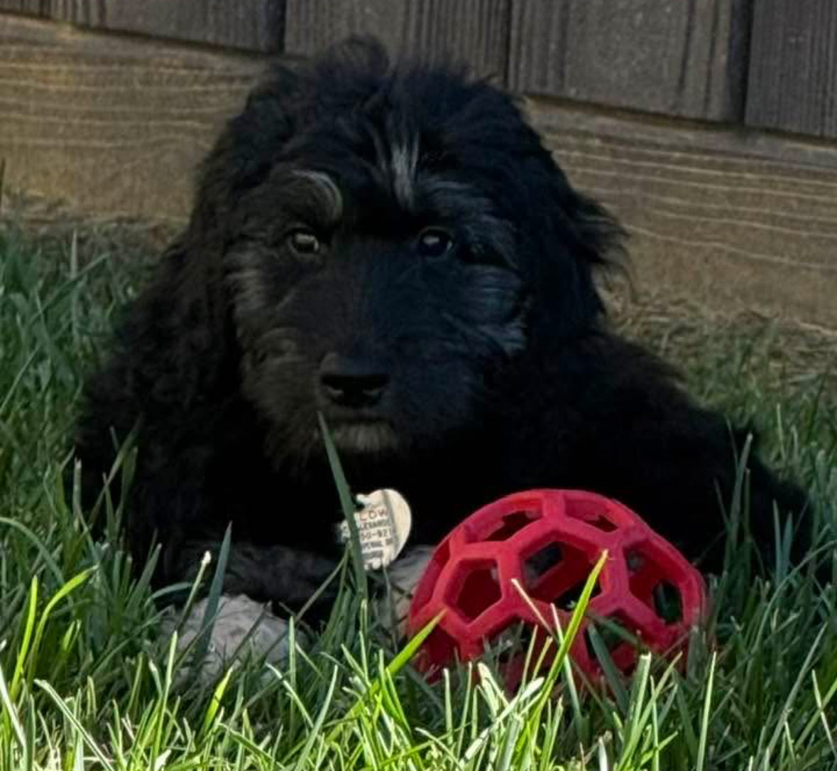 HOLEE ROLLER BALL! 5 INCH, FOR PUPS OR ADULTS!