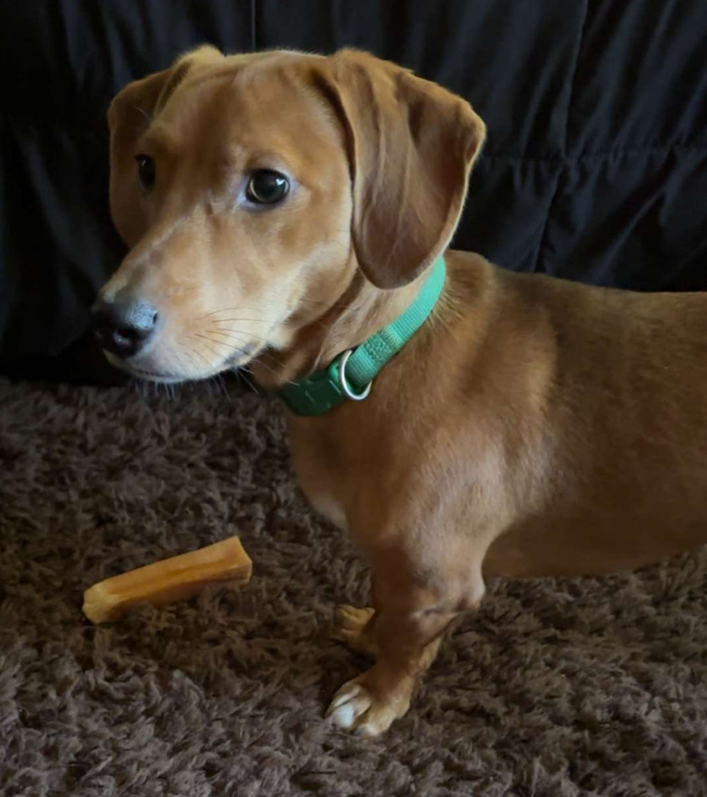 XL Yak Cheese Bars - Dog Chews