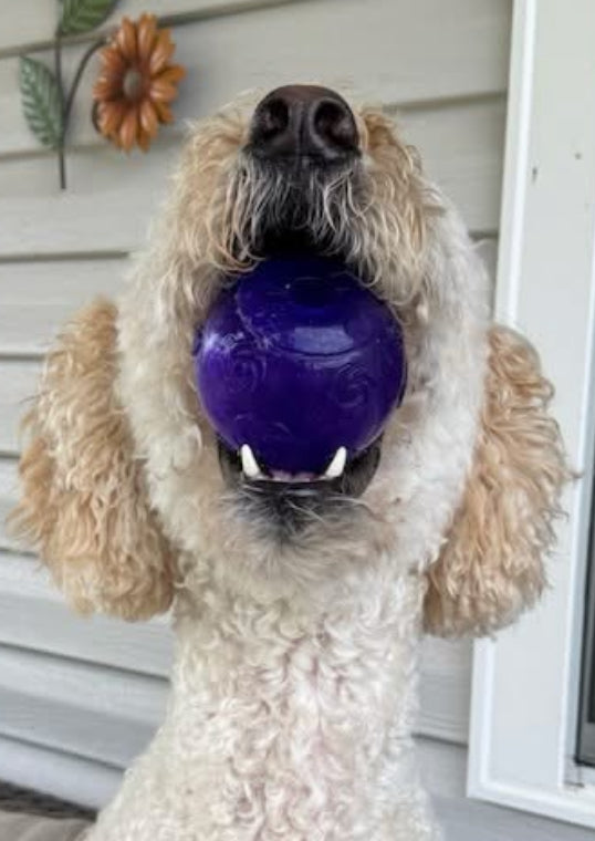 KONG Squeezz Ball Dog and Puppy Toy - Large - Squeaks and Bounces!!