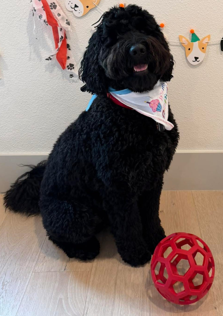 HOLEE ROLLER BALL! 5 INCH, FOR PUPS OR ADULTS!