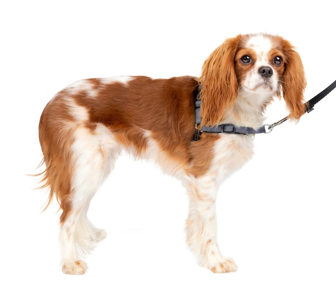PETSAFE DELUXE Easy Walk, No Pull Padded Harness!! Reflective!!