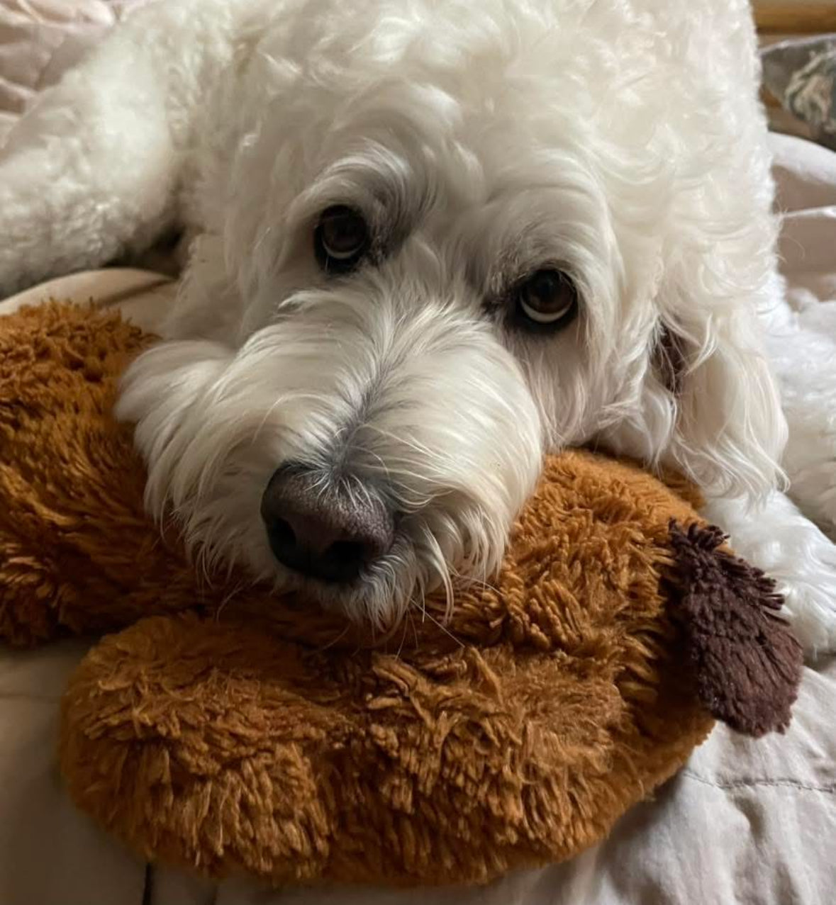 Golden Snuggle Puppy with Heartbeat
