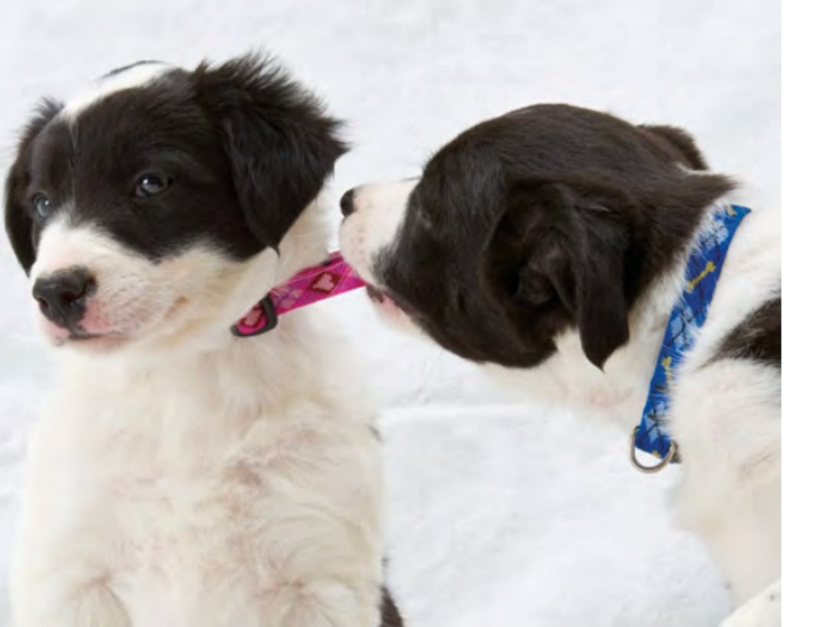 Lupine Dog Collar - Lifetime Warranty