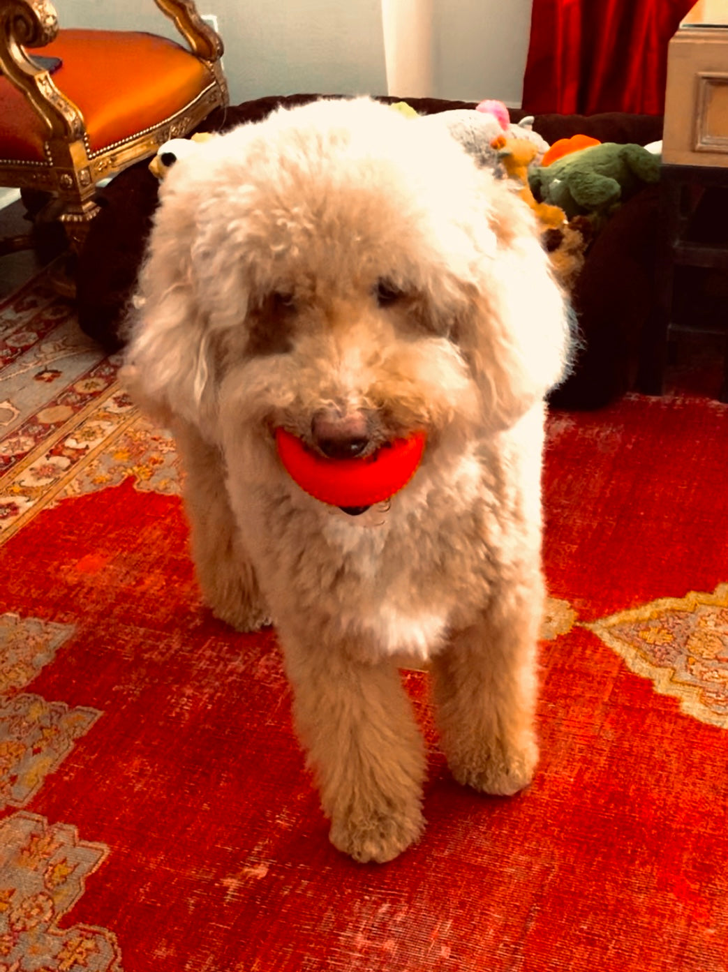 BENTO BALL by Starmark!! Long Lasting Dog Chew! Refillable! chicken or Liver Flavor