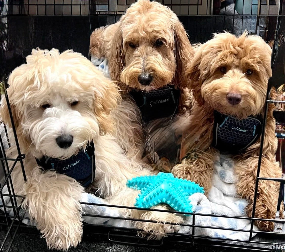 Blue Starfish - Dog / Puppy Chew Toy - Tough, Durable, Squeaky, Interactive Toy!