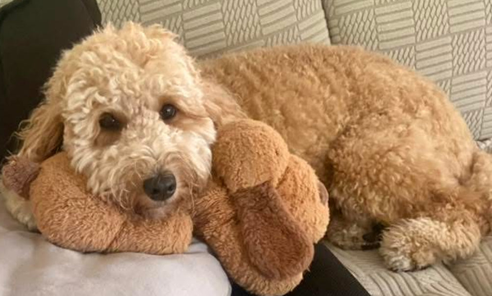 Golden Snuggle Puppy with Heartbeat