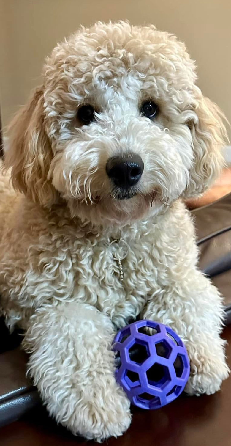 HOLEE ROLLER BALL! 5 INCH, FOR PUPS OR ADULTS!