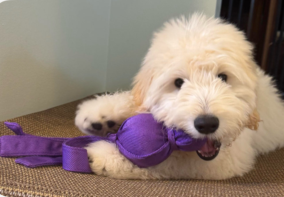 Kong Wubba - Large, Great Dog and Puppy Toy!
