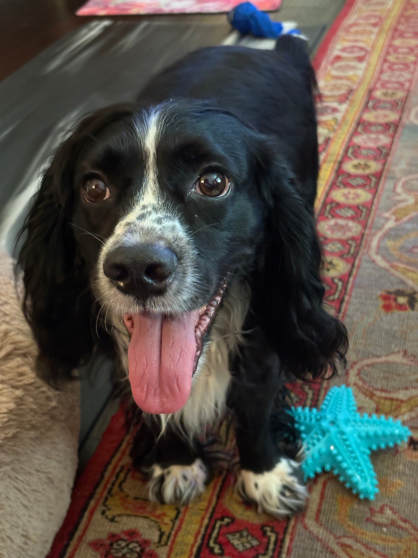Blue Starfish - Dog / Puppy Chew Toy - Tough, Durable, Squeaky, Interactive Toy!