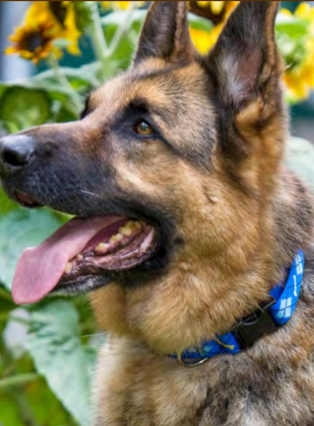 Lupine Dog Collar - Lifetime Warranty