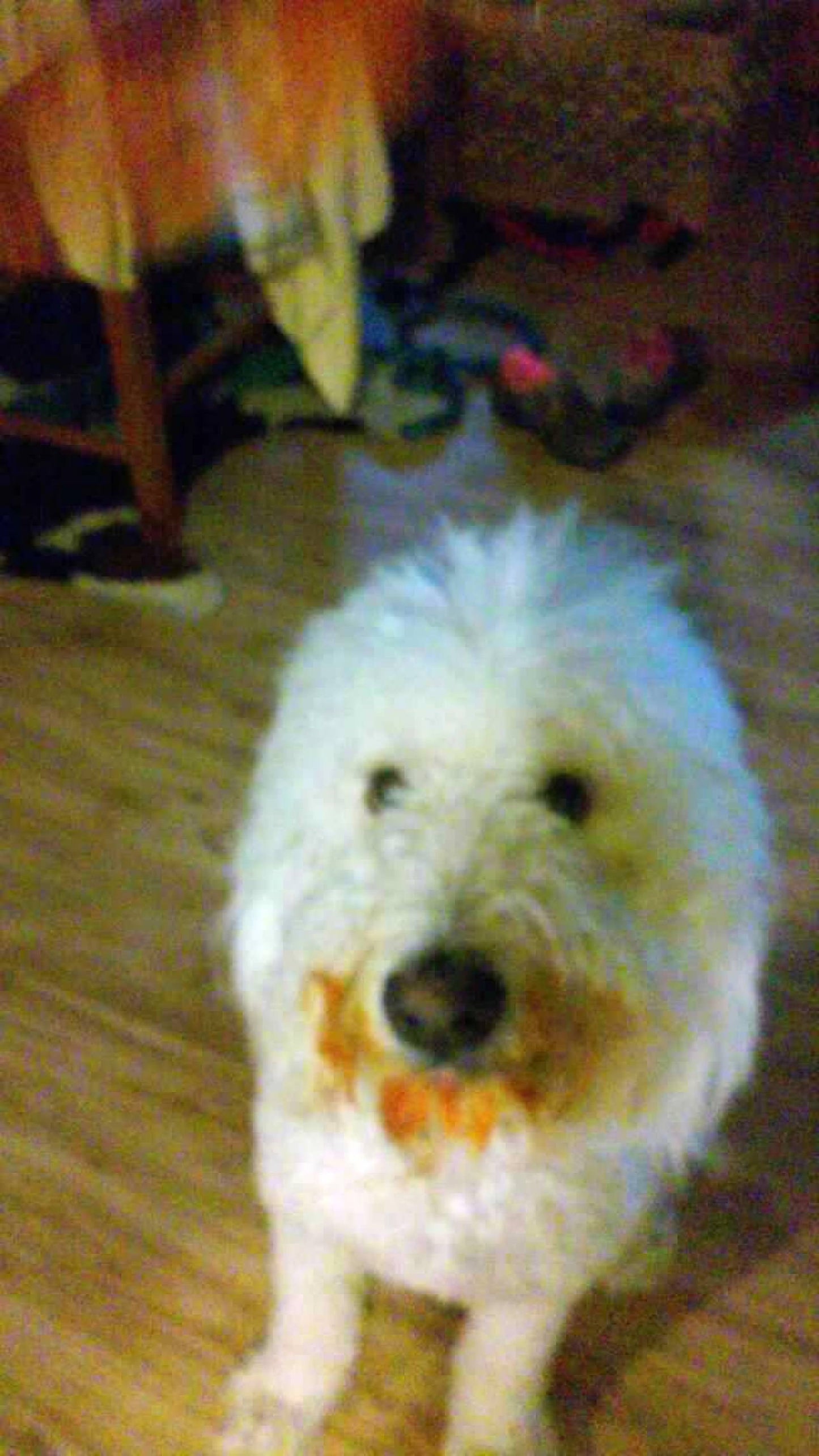 XL Yak Cheese Bars - Dog Chews