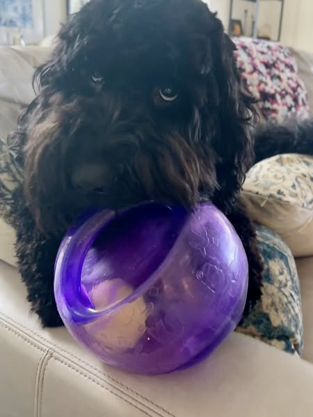 KONG JUMBLER - BALL IN A BALL, SQUEAKS LOUD, HAS A HANDLE!!