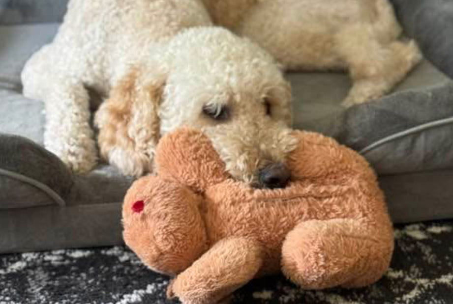 Golden Snuggle Puppy with Heartbeat