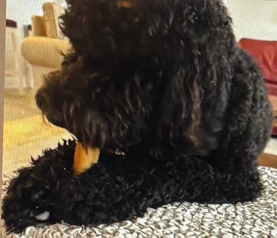 XL YAK CHEESE CHEW - BUSY Dog Chews!!