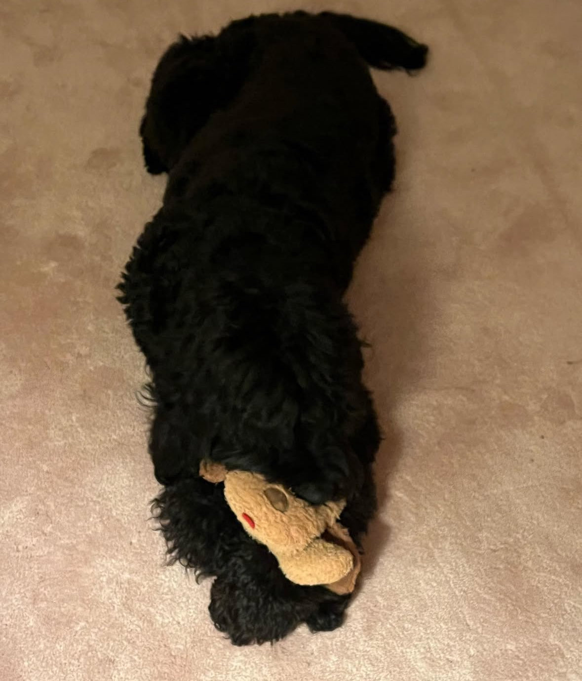 Golden Snuggle Puppy with Heartbeat