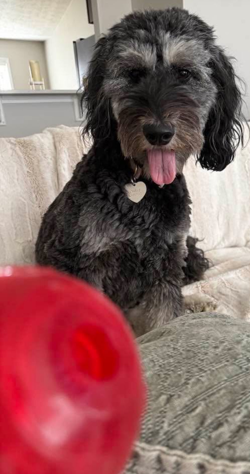 KONG Squeezz Ball Dog and Puppy Toy - Large - Squeaks and Bounces!!