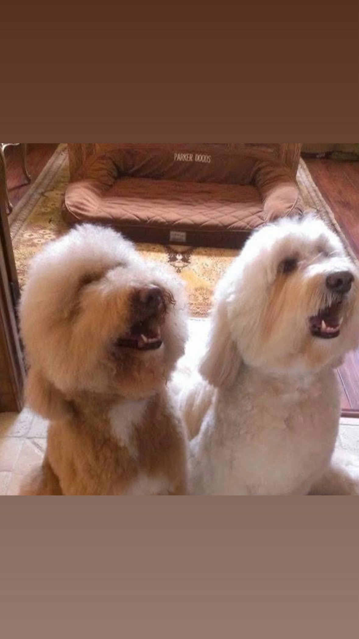 CHIPS NATURALS - CHICKEN CHIPS! Made in USA, All Natural! Dog’s Favorite Treats, Puppy Training Treats! Doggie Crack!!