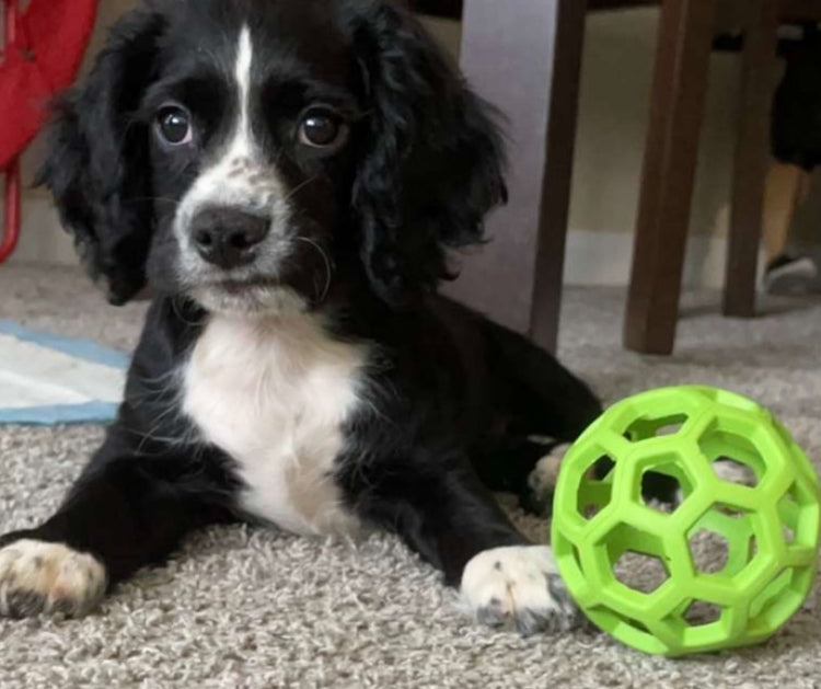 HOLEE ROLLER BALL! 5 INCH, FOR PUPS OR ADULTS!