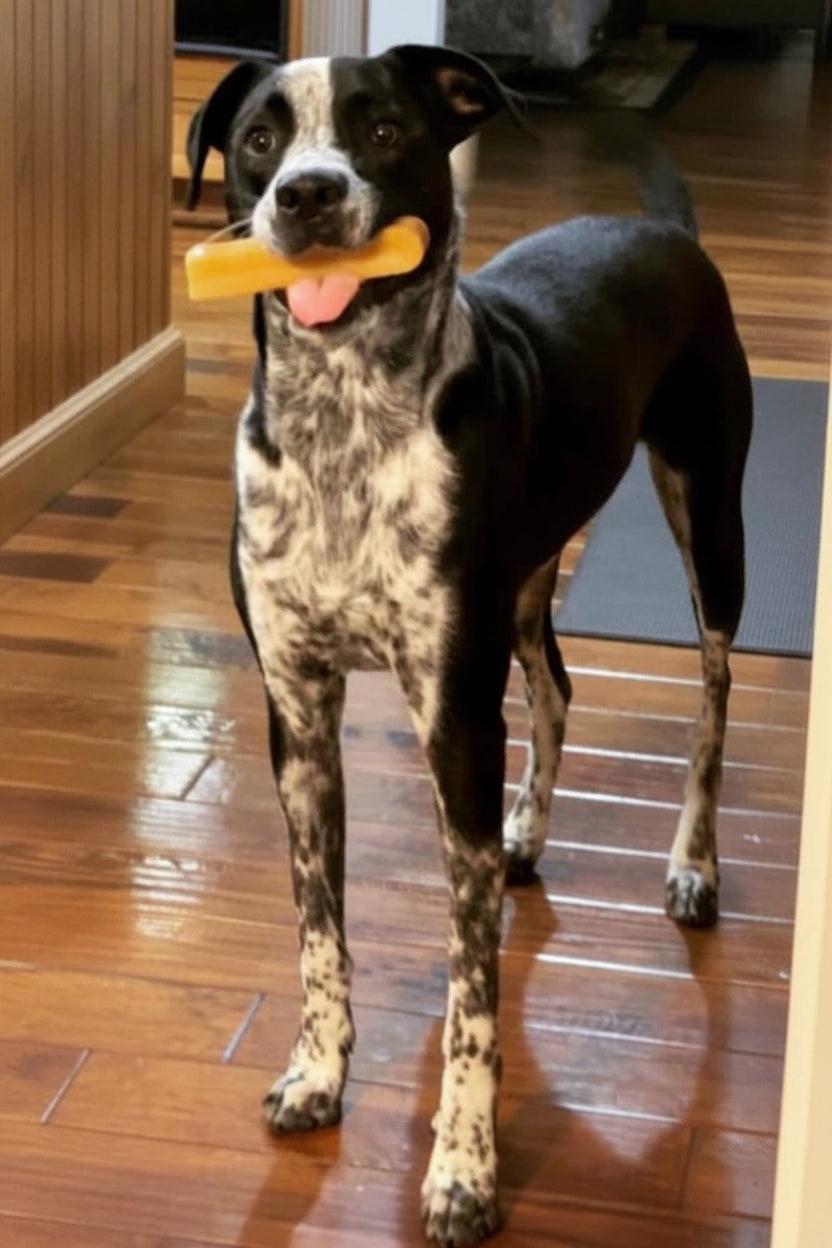 XL Yak Cheese Bars - Dog Chews