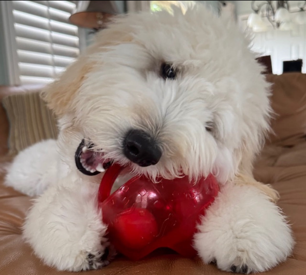KONG JUMBLER - BALL IN A BALL, SQUEAKS LOUD, HAS A HANDLE!!