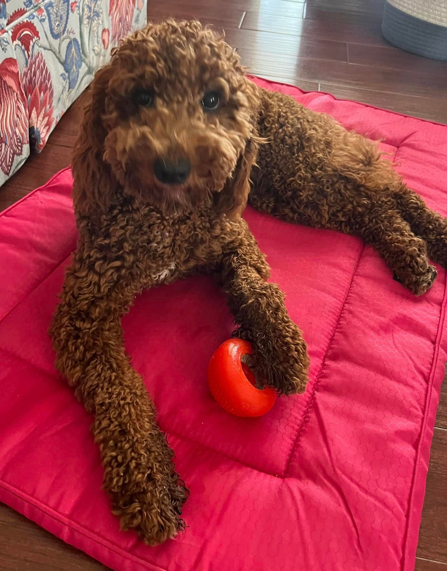 Bento Ball - Dog Chew! Refillable!