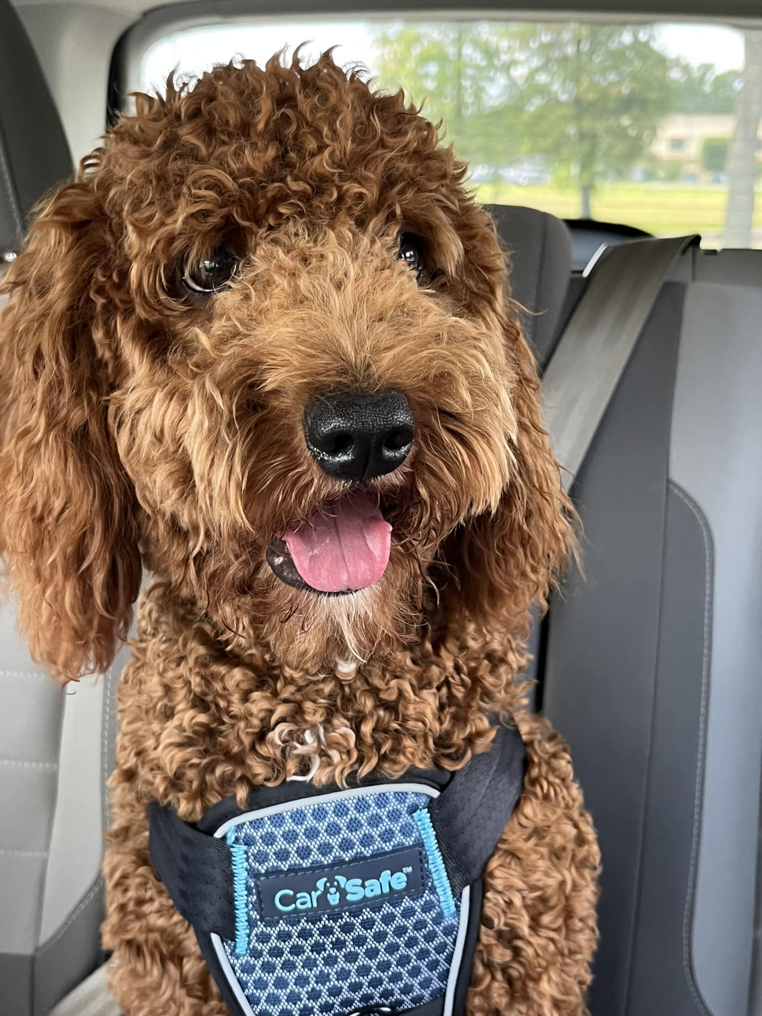 The Company of Animals CarSafe Harnais de voiture pour chien au The Company of Animals CarSafe Harnais de voiture pour chien au