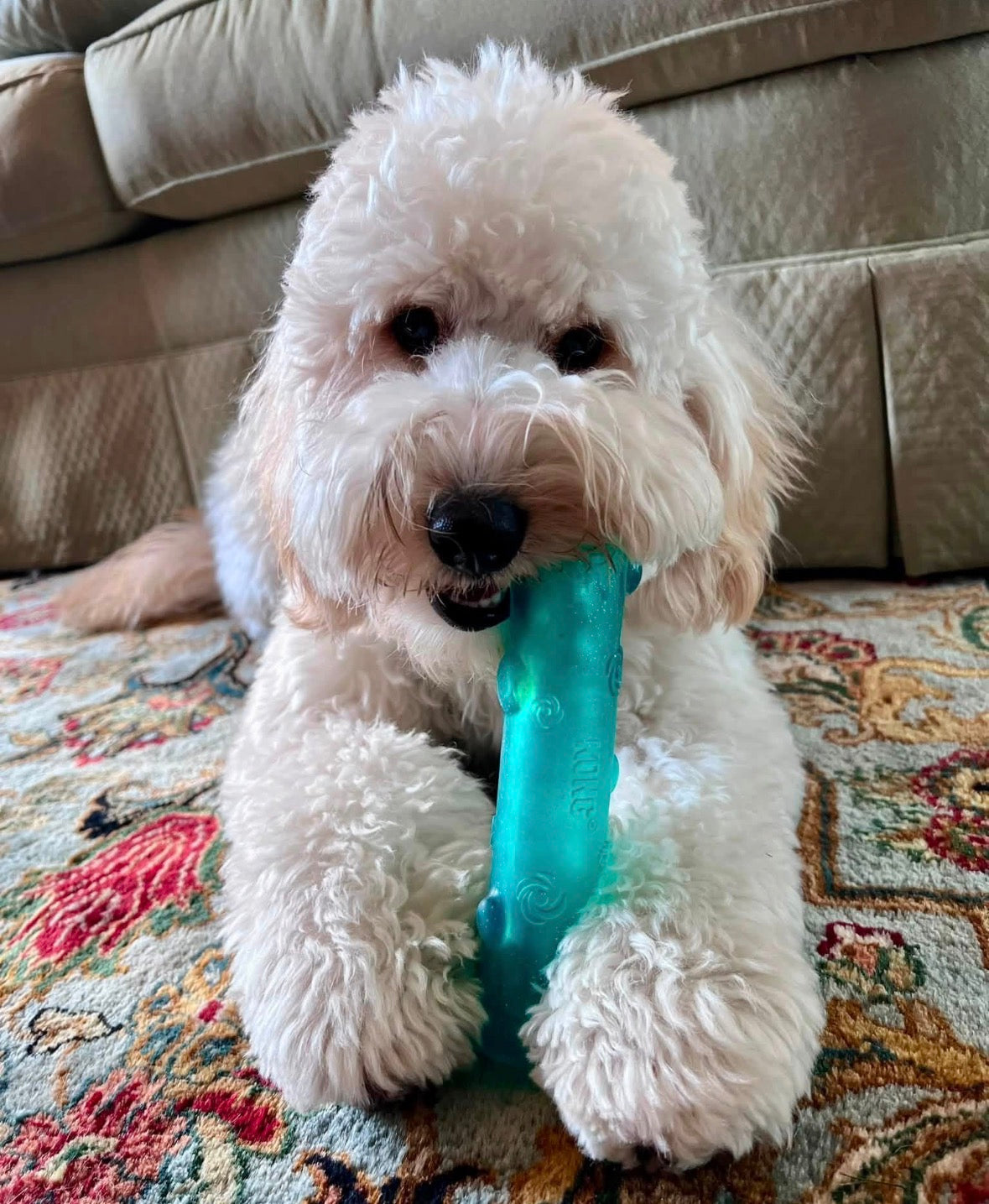 KONG SQUEEZZ CRACKLE STICK!! Perfect for Fetch!!
