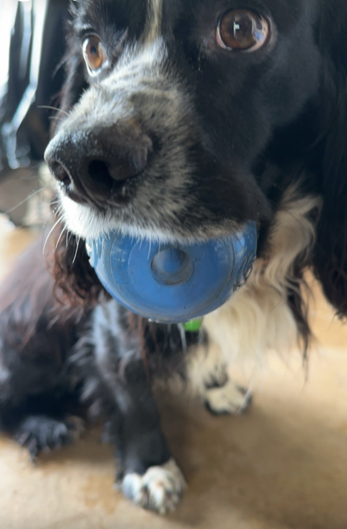 KONG Squeezz Ball Dog and Puppy Toy - Large - Squeaks and Bounces!!