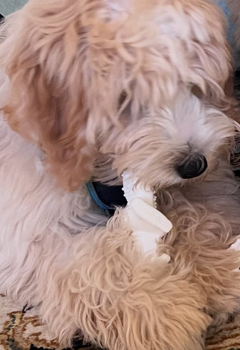 Nylabone Dental Dinosaur Chew Toy - Must have for teething puppies!