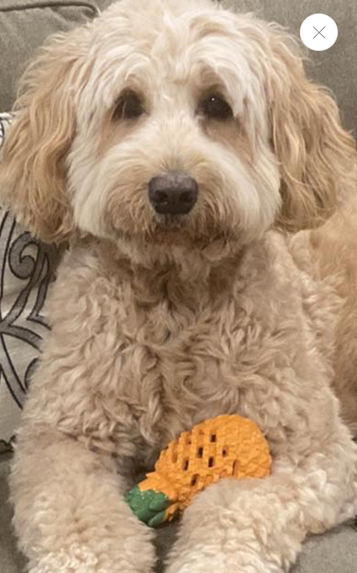Pineapple Puppy/Dog Chew Toy - Perfect for Aggressive Chewers & Large Breeds!