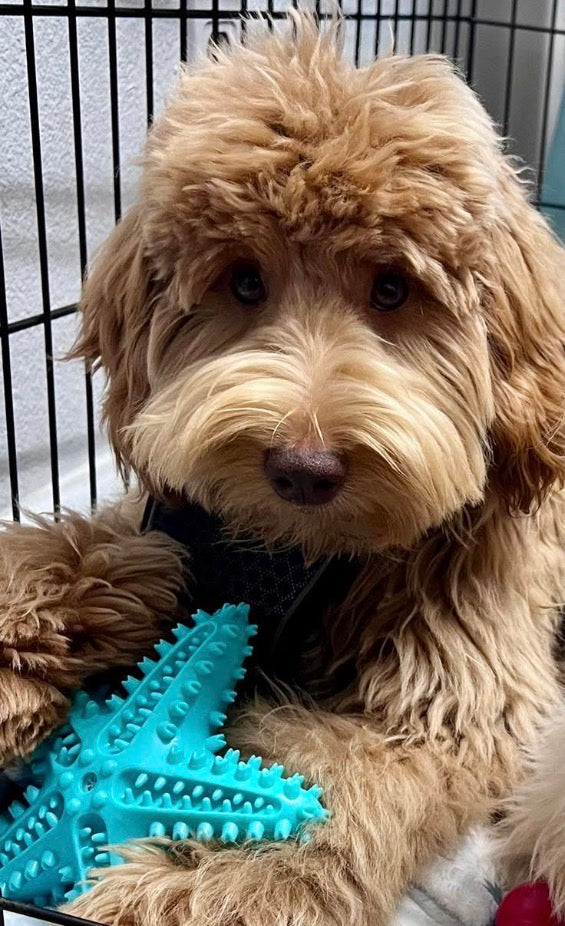 Blue Starfish - Dog / Puppy Chew Toy - Tough, Durable, Squeaky, Interactive Toy!