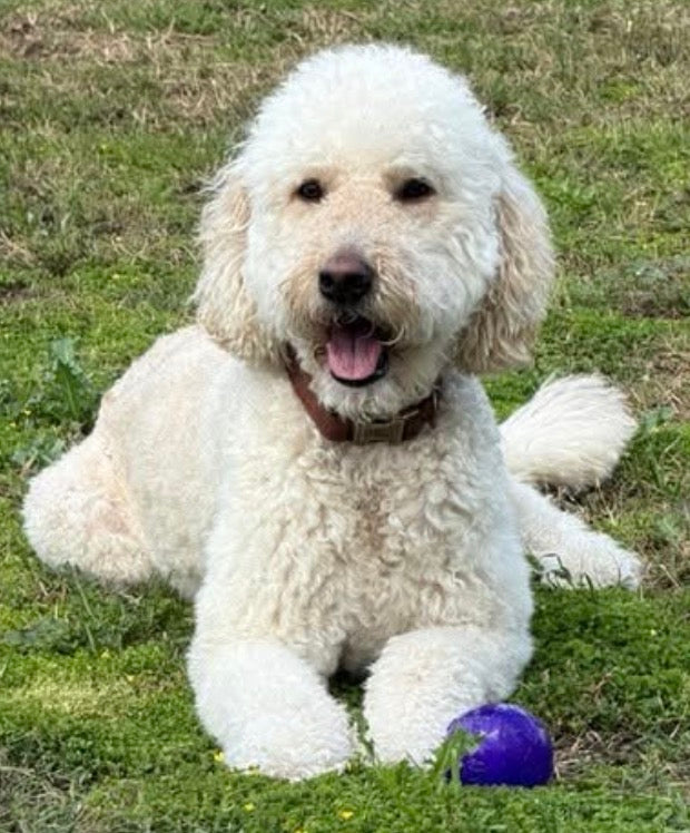 KONG Squeezz Ball Dog and Puppy Toy - Large - Squeaks and Bounces!!