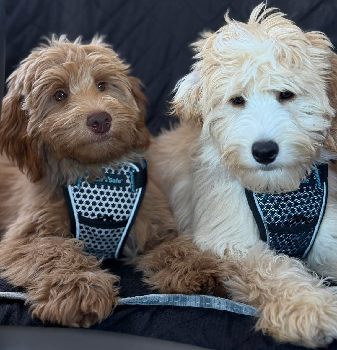 CARSAFE Crash Tested - Dog Car Harness