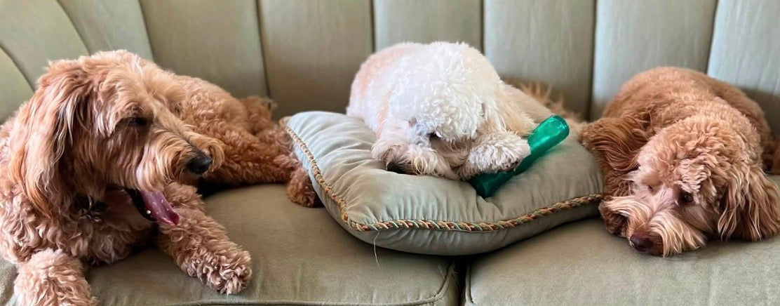 KONG SQUEEZZ CRACKLE STICK!! Perfect for Fetch!!