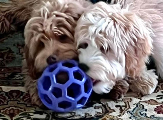 HOLEE ROLLER BALL! 5 INCH, FOR PUPS OR ADULTS! – CHOMP DOG BOUTIQUE