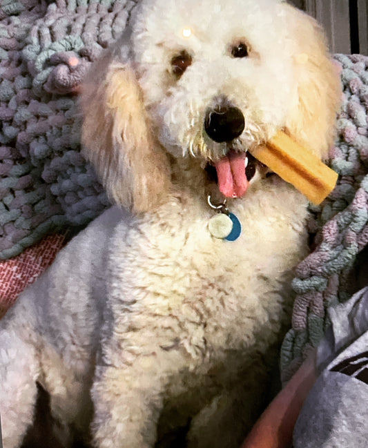 XL Yak Cheese Bars - Dog Chews
