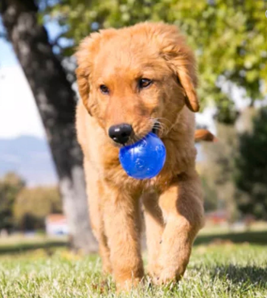 KONG Squeezz Ball Dog and Puppy Toy - Large - Squeaks and Bounces!!