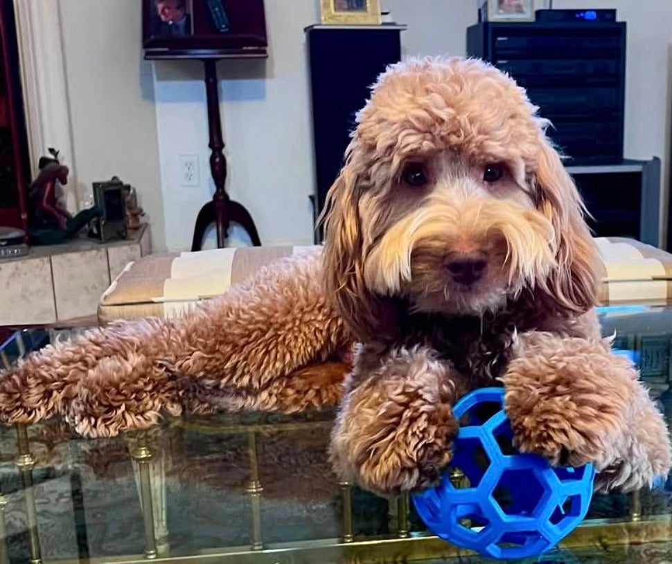HOLEE ROLLER BALL! 5 INCH, FOR PUPS OR ADULTS!