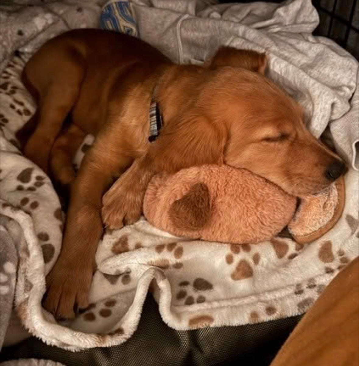 Golden Snuggle Puppy with Heartbeat