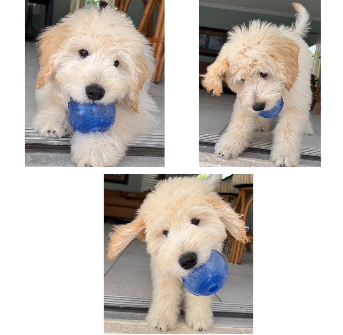 KONG Squeezz Ball Dog and Puppy Toy - Large - Squeaks and Bounces!!