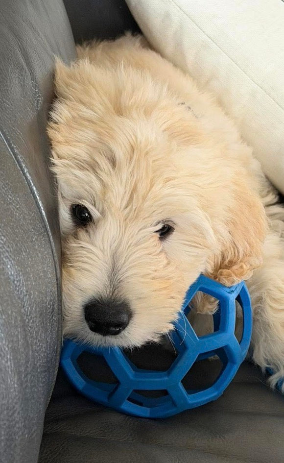 HOLEE ROLLER BALL! 5 INCH, FOR PUPS OR ADULTS! – CHOMP DOG BOUTIQUE