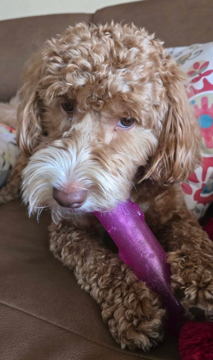 KONG SQUEEZZ CRACKLE STICK!! Perfect for Fetch!!