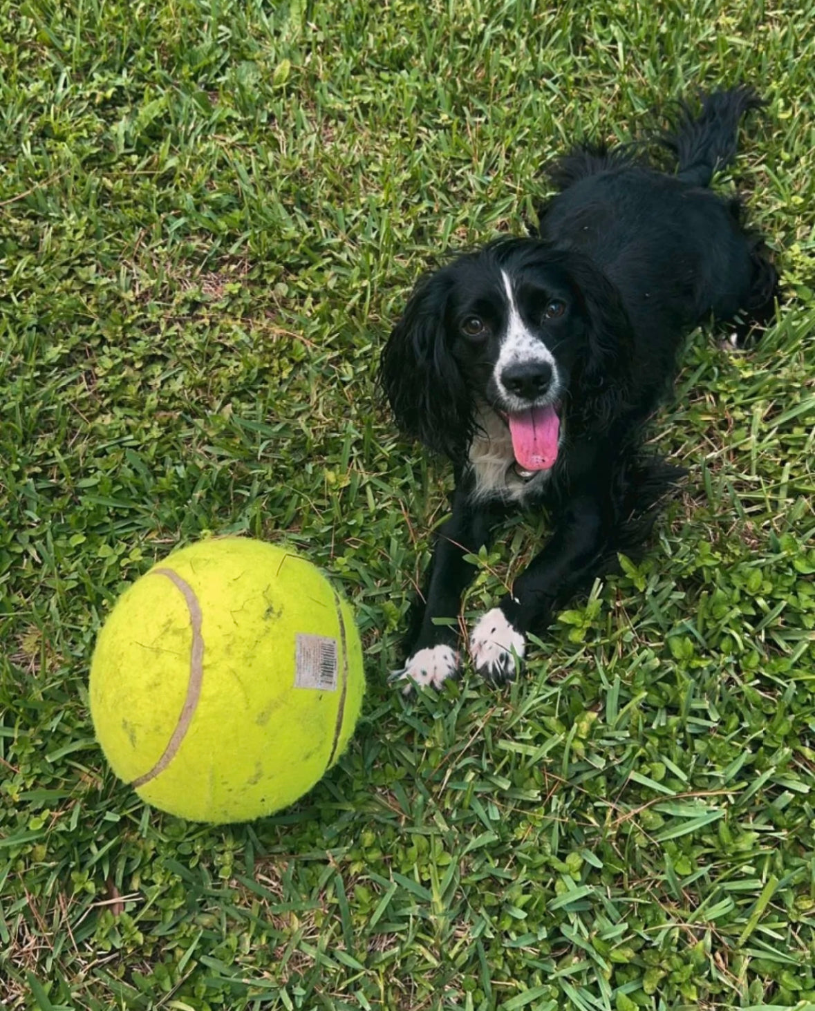 Kong Air Squeaker - Large Tennis Ball - Heavy Duty! Great for Puppies or Adult Dogs!