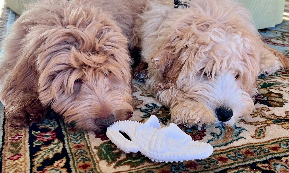 Nylabone Dental Dinosaur Chew Toy - Must have for teething puppies!