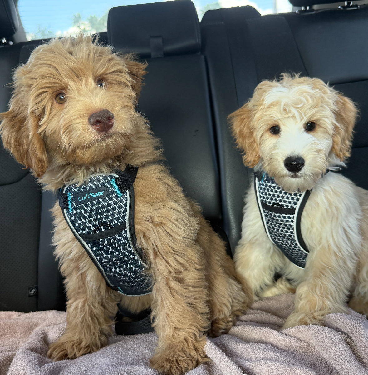 CARSAFE Crash Tested - Dog Car Harness