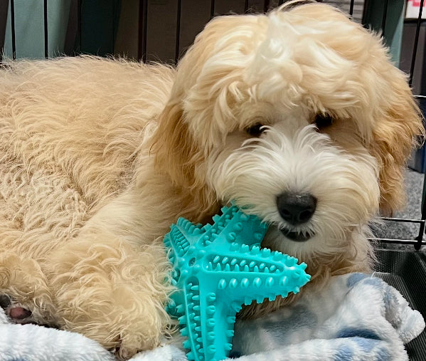 Blue Starfish - Dog / Puppy Chew Toy - Tough, Durable, Squeaky, Interactive Toy!