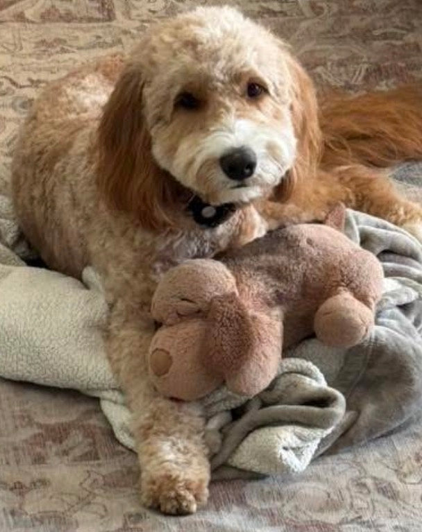 Golden Snuggle Puppy with Heartbeat