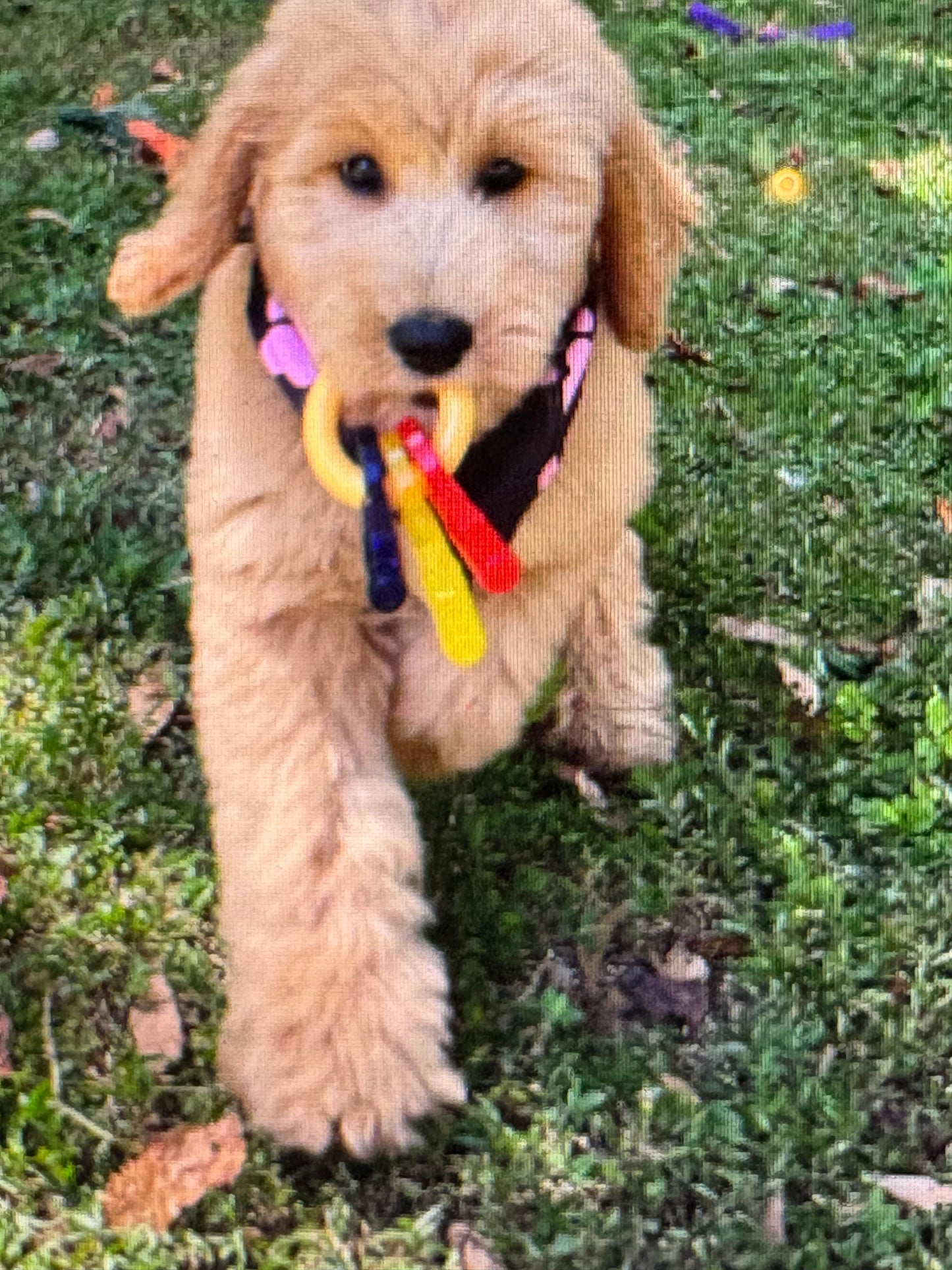 Nylabone Puppy Teething Keys - Chew Toy for Puppies