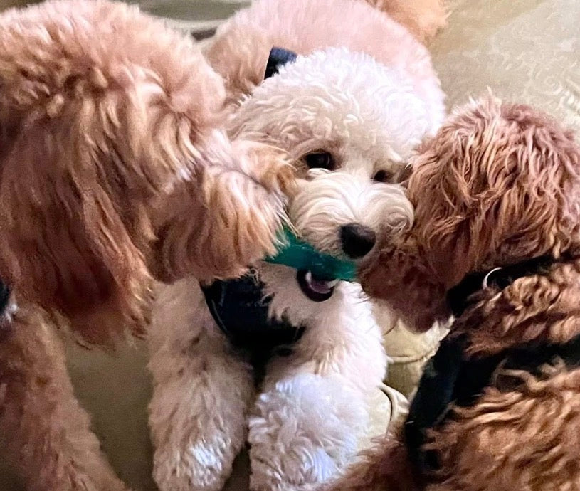 KONG SQUEEZZ CRACKLE STICK!! Perfect for Fetch!!